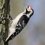 Lesser-Spotted-Woodpecker-Steve-Carter